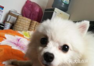 广州宠物网,宠物生活指南，养宠必备资讯一网打尽