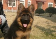 德国牧羊犬阿托斯,智慧与忠诚的守护者